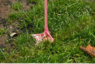 Leg texture of pink flamingo 0004